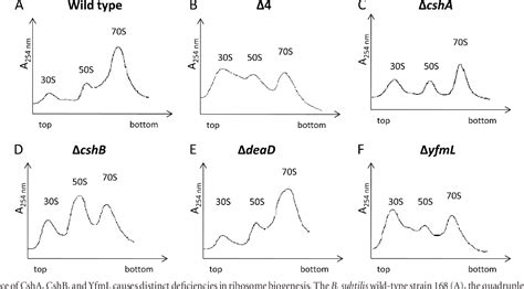 Figure 5 From Dead Box Rna Helicases In Bacillus Subtilis Have Multiple