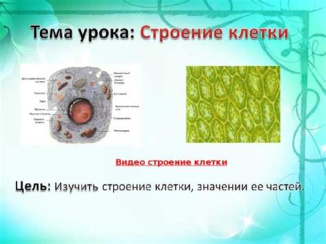 Строение клетки растения 5 класс – Строение клетки. Видеоурок. Биология ...