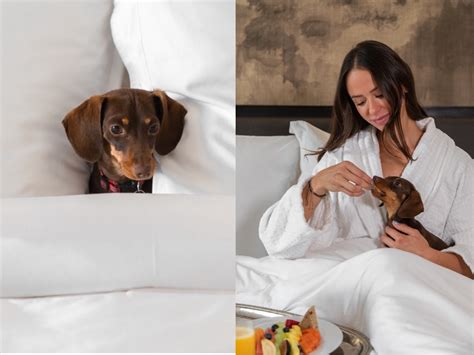 Mascotas Consentidas En Cdmx Pampered Puppies Es Lo Nuevo En El Four