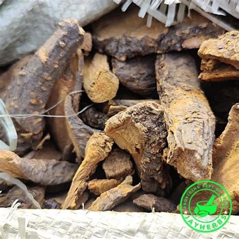 Natural Rheum Emodi Root at Rs 210/kg in Hyderabad | ID: 2850623048291