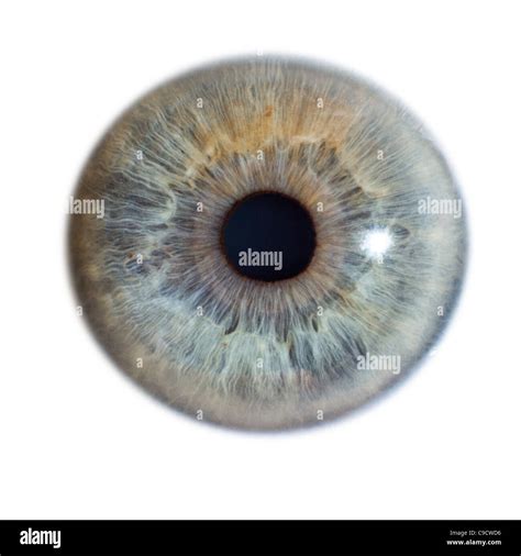 Eye Iris And Pupil Close Up Macro That Has Been Isolated Stock Photo