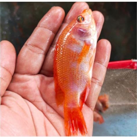 Jual Bibit Ikan Nila Merah Size Cm Shopee Indonesia