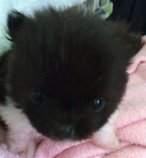 Bolt the Pomeranian... 💕