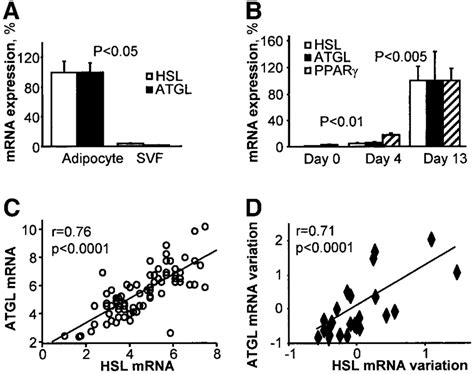 HSL and ATGL gene expression in human adipose tissue. HSL and ATGL mRNA ...