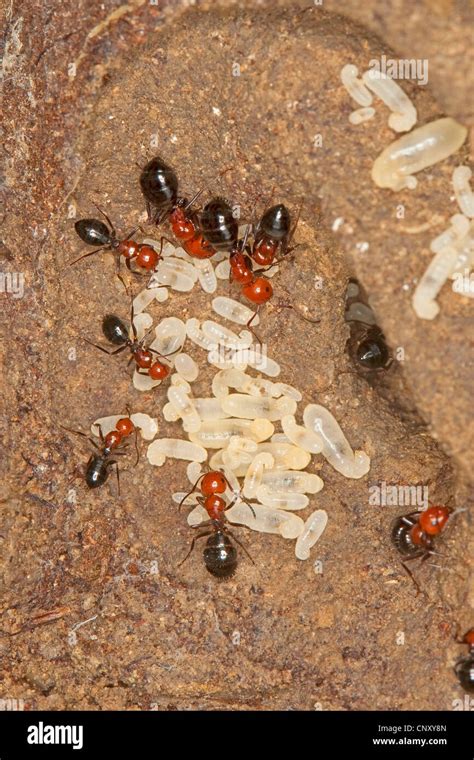 Carpenter ant nest hi-res stock photography and images - Alamy