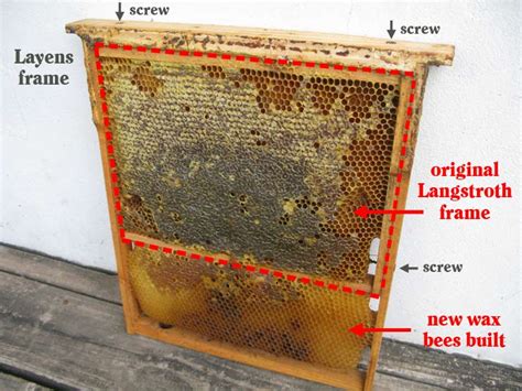 Convert Hives To Layens Horizontal Natural Beekeeping Free Guide