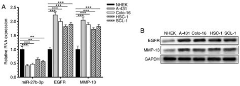 Microrna‑27b‑3p Inhibits The Proliferation And Invasion Of Cutaneous