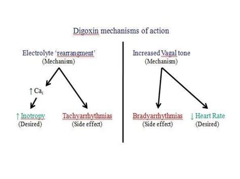 Daily Life and Classes: [ ] Please read!!!! [CK] Digoxin loading ...