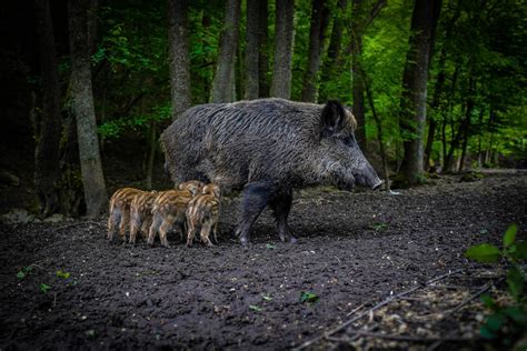 Animaux D Espagne Esp Ces Typiques D Espagne