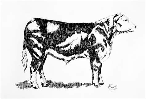 Steer Drawing By Katie Berndt Fine Art America