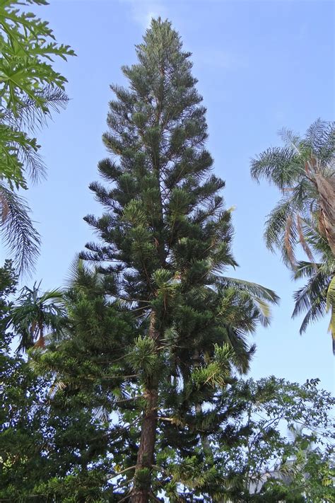 Araucaria Heterophylla L Springvale Garden Centre