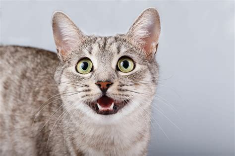 Cat sounds: what miaowing, purring and hissing really mean | zooplus