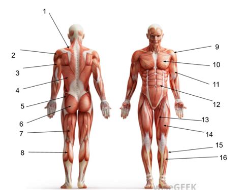 Sports Med Muscles Diagram Quizlet