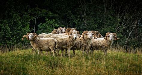 widder foto bild tiere wildlife wildlife sonstige tiere