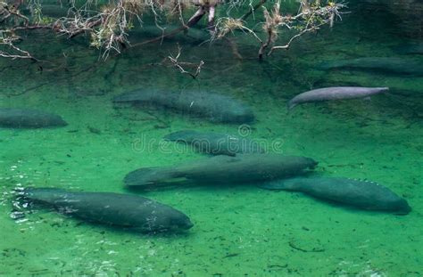 Blue Springs State Park Manatees. Stock Photo - Image of animal ...