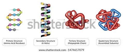 Fajarv Primary Vs Secondary Vs Tertiary Vs Quaternary Protein Structure