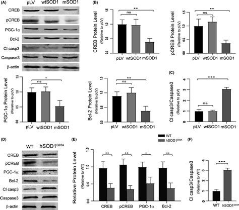 Low Levels Of PAK4 Promote Motor Neuron Degeneration Through