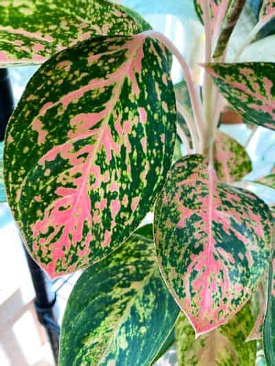 Aglaonema (Chinese Evergreen): The ULTIMATE Care Guide!