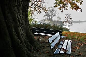 Nature The Person Tree At The Court Of Friend Autumn Monolithic