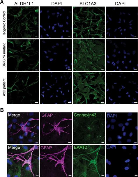 Figures And Data In Site Specific Phosphorylation And Caspase Cleavage