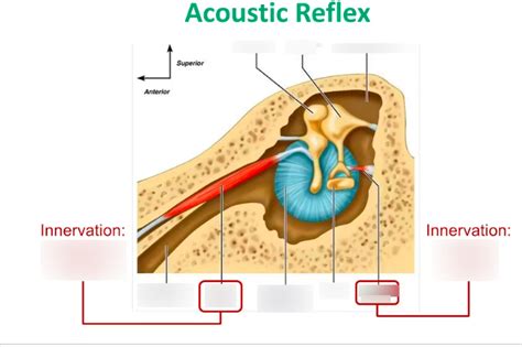 acoustic reflex diagram Diagram | Quizlet