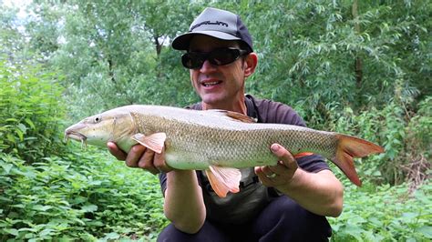 Barbel Fishing Small Rivers Life On The Bank