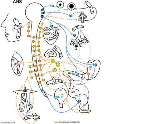 Nervous System Diagram Unlabeled Brain And Nervous System Archives