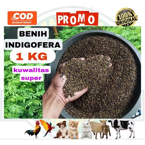 Jual Benih Biji Indigofera Kuwalitas Super 1 Kg Shopee Indonesia