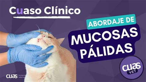 Abordaje de un caso de Urgencia con mucosas Pálidas en Veterinaria