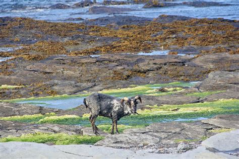 The Uncertain Future of North Ronaldsay's Seaweed-Eating Sheep - Atlas Obscura