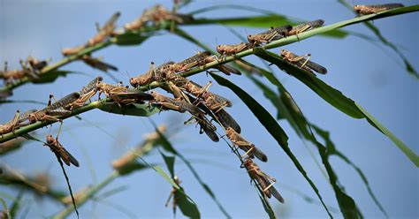 Turning Locust Swarms Into Animal Feed