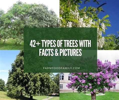 42+ Common Types Of Trees With Names, Facts, and Pictures