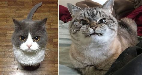 Adorably Angry Cats That Have Had Enough Of The World