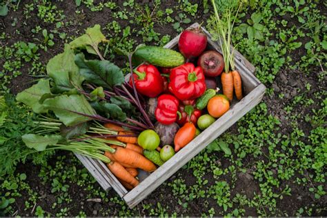 Voici la solution pour avoir de beaux légumes tout l été et faire des