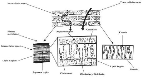 Diagrammatic Representation Of The Stratum Corneum And The