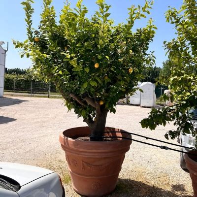 Pianta Grande Di Limone Stagioni In Vaso Resina Doppia Parete Diam