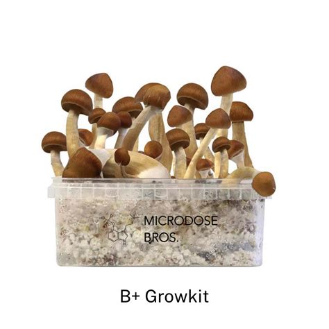 B Magic Mushrooms Grow Kit Getmagic Psilocybin Mushrooms Magic