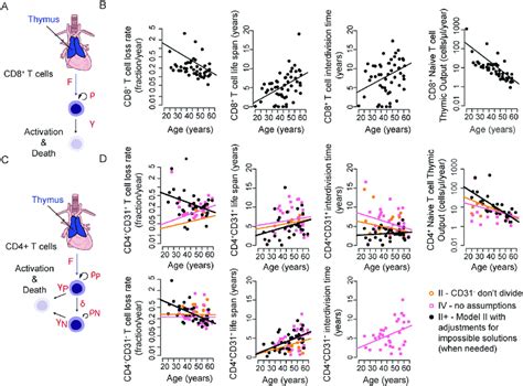 Dynamics Of Naive T Cell Homeostasis Determined By Linear Models A