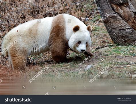 thousand brown panda royalty  images stock  pictures