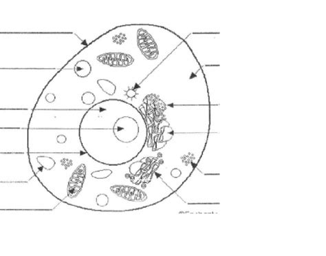 Blank Animal Cell Diagram