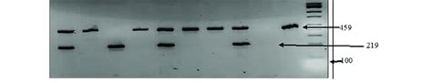 Representation Of Multiplex Pcr Products Analyzed On Agarose Gel