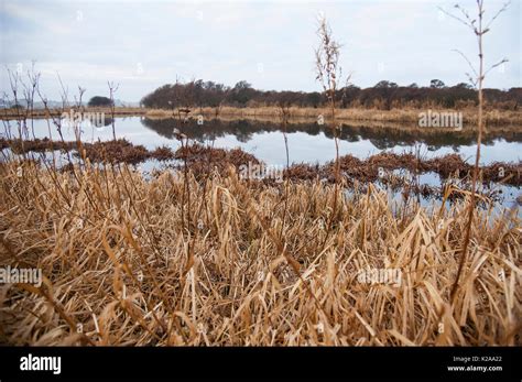 Freshwater loch, Aberlady Bay nature reserve Stock Photo - Alamy