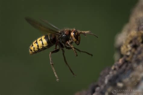 The European Hornet | Lensman - Lennart Hessel Photography