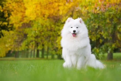 The Ultimate List Of Samoyed Names Timberwolfpet