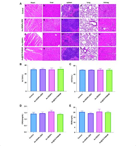 A Systemic Biosafety Assessment Hande Staining Of The Heart Liver