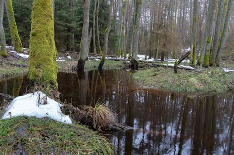 Vieille For T Dans Le Marais Des Troncs D Arbres Pais Recouverts De