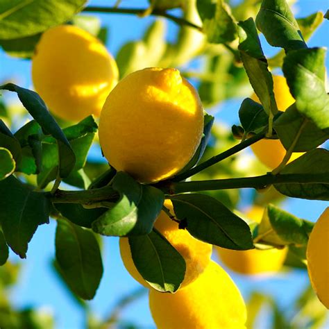 Lemon Essential Oil Rooparth The Finest Ayurveda