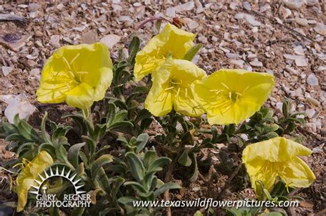 Texas Wildflower Identification Index Texas Wildflower Pictures And Identification By Gary