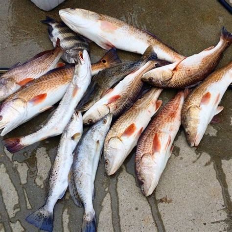 Galveston Fishing Report December 14