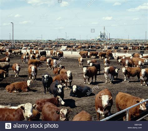 Cattle Feedlot Texas High Resolution Stock Photography And Images Alamy